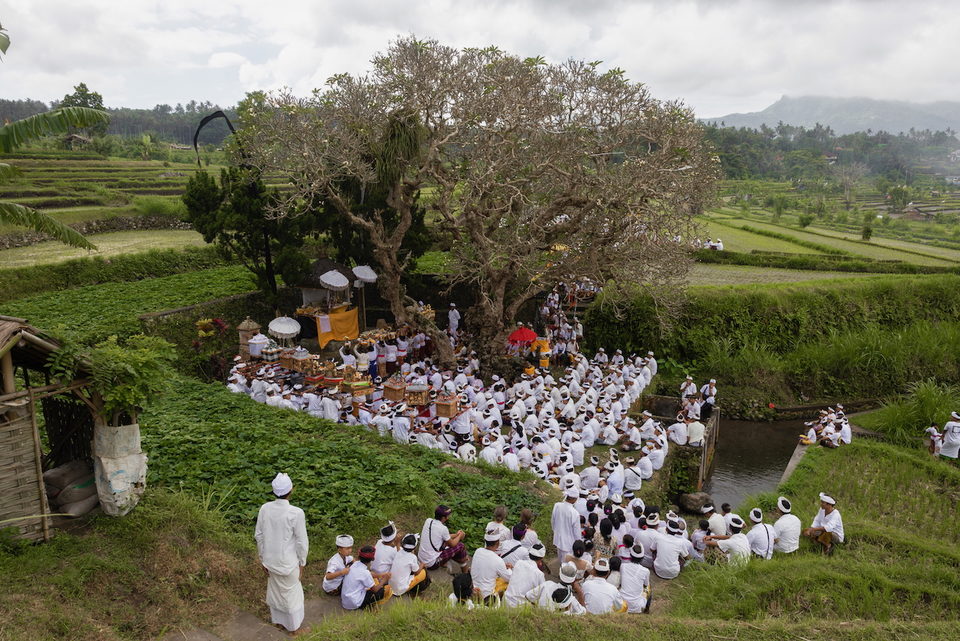 A large congregation in white gathers around shrines in a rice field.