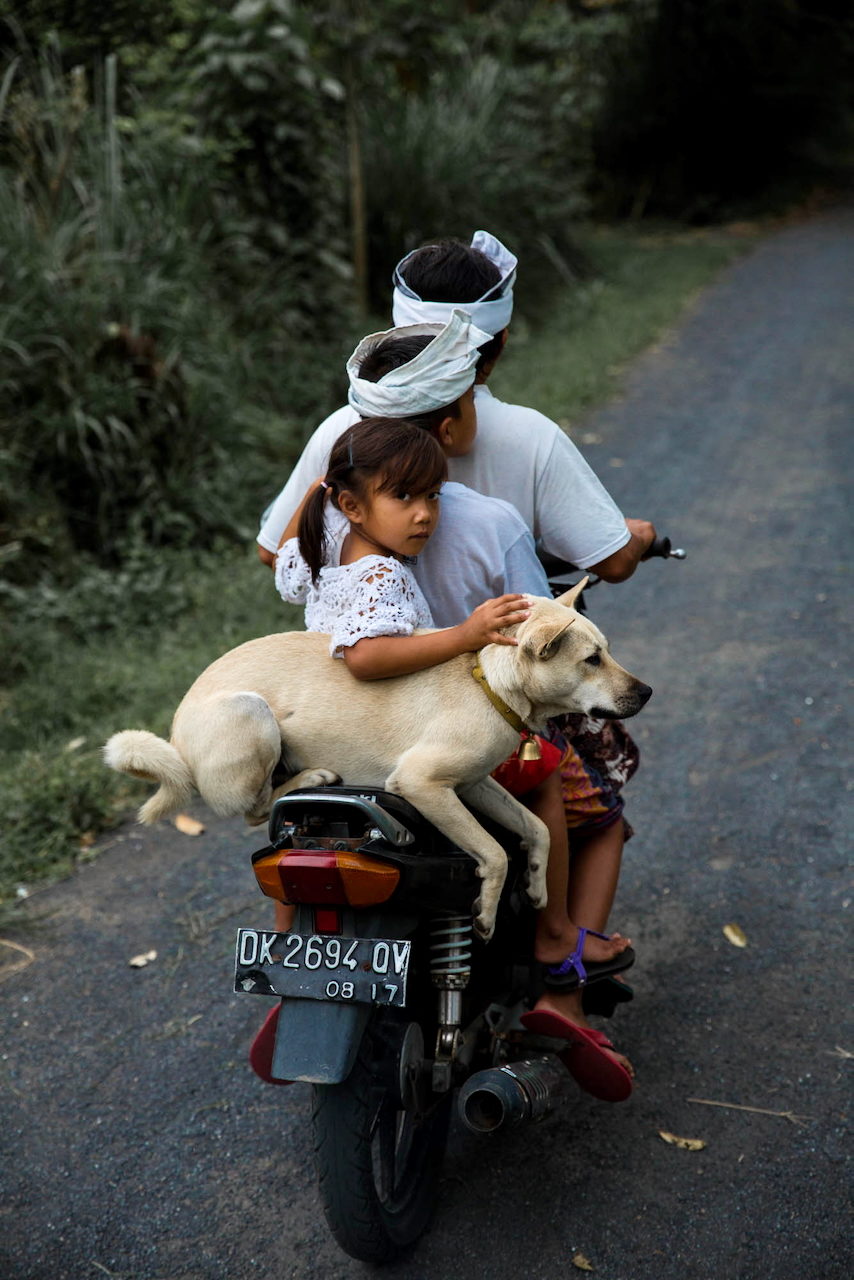 A family and a white dog ride a motorbike on a wet road.